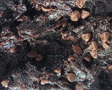Foto del paso 6 de la receta: Galletas hiper cacao (Galles choco 🫢🍫🍫)