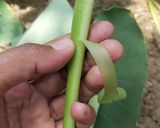 Foto langkah ke 1 dari resep Sayur asem bening, pakai mangga muda.