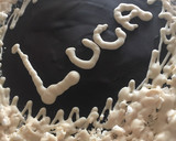 Foto del paso 11 de la receta: TARTA TOFI (puro chocolate)🍫💥💣🥰 💯MI RECETA 100💯(Merecía este homenaje)😉👏🍫#100 recetas👏🙏🏼