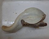 Foto del paso 3 de la receta: Lengua a la provenzal (en olla a presión)