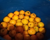 Foto del paso 6 de la receta: Ponche de frutas navideño
