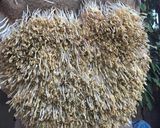 Hình bước làm 7 của món Giá ủ trong cát
