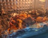 Foto langkah ke 3 dari resep Roasted Chicken #629.