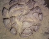 A picture of step 5 of Blooming onion.