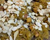 Foto del passaggio 8 della ricetta Tempeh fritto, con cipolle stufate al curry piccante