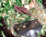 Foto langkah ke 3 dari resep Ikan Tumis Cabe ijo.