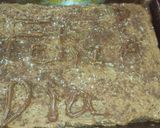 Foto del paso 4 de la receta: Chocotorta