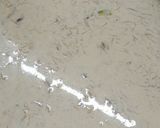 A picture of step 5 of Sheer khurma.