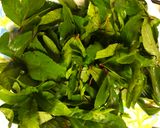 A picture of step 1 of Gongura Pappu.