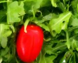 A picture of step 6 of Insalatas Capresse.