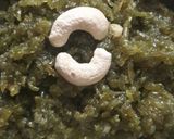 A picture of step 7 of Lauki ka halwa.