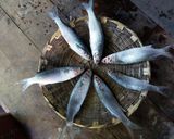 Foto del paso 1 de la receta: Molito de pescado ahumado