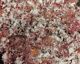 Ragi chapathi ரெசிபி ஸ்டேப் 1 புகைப்படம்