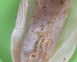 Foto del paso 16 de la receta: Tamales tradicionales 🌽🐷