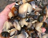 Hình bước làm 1 của món Gỏi hàu điếu (ốc san hô)