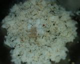 Foto langkah ke 2 dari resep Nasi Goreng Daun Jeruk, Simpel n Yummy!!.
