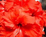 A picture of step 1 of Hibiscus sharbhat.