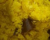 Foto langkah ke 2 dari resep Nasi Kuning (Magic Com).