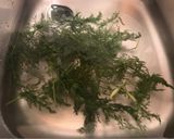 Foto del passaggio 1 della ricetta Pesto di finocchietto selvatico