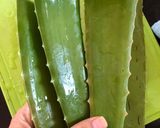 Hình bước làm 1 của món Nha đam đường phèn lá dứa