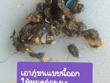 หอยทอด(สูตรไม่ใช้แป้ง)