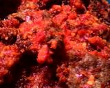 Foto langkah ke 4 dari resep Dendeng balado praktis.. empuk.
