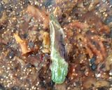 Foto del paso 1 de la receta: Chile 🌶️De Molcajete