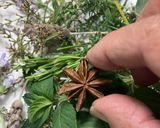 Foto del paso 8 de la receta Agua mágica de San Juan