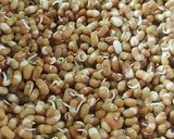 मोटेची उसळ (motechi usal recipe in marathi) रेसिपी स्टेप 1 फोटो