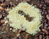 豆豆(紅豆、花豆)黑米餡的食譜步驟6照片