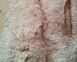 Foto del paso 4 de la receta: Milanesa de merluza