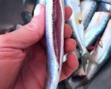 Foto del paso 1 de la receta: Montaditos de sardinas gigantes al fish masala