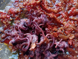Sambal Kepala Cumi