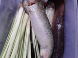 Cá chạch nướng mọi