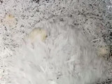 Ayam Napinadar khas Batak