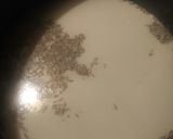 A picture of step 2 of Rosemary Roman Polenta/Grits Cakes.