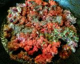Foto del paso 3 de la receta: CARNE Molida y Txistorra al Tomate...!