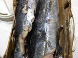 Ikan tongkol suwir pedas