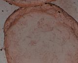 Foto del paso 10 de la receta: Mega hamburguesa