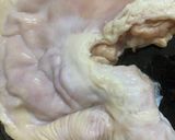 Hình bước làm 1 của món Dạ dày heo khìa nước dừa ngũ vị
