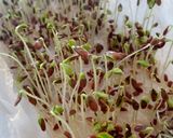 Foto del paso 2 de la receta: 🌱👩🏻🌾 Germinados en casa de Chía y lino