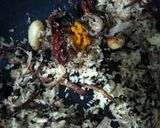 A picture of step 3 of Chanya tonak dry peas curry.