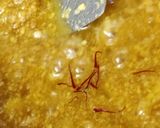 A picture of step 9 of Moong Dal Halwa.