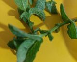 Foto del paso 2 de la receta: 🍋Limonada Fácil y Rápida (Menta Jengibre)