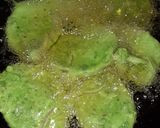 A picture of step 3 of Green potato Pakorda.