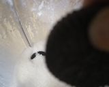 A picture of step 3 of Chocolate Cookie Milkshake.