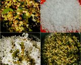 A picture of step 2 of Navratri Vrat Sabudana Khichdi Recipe.