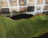 முருங்கை கீரை கோதுமை அடை ரெசிபி ஸ்டேப் 4 புகைப்படம்