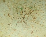 गोभी पराठा(gobhi paratha recipe in hindi) रेसिपी चरण 3 फोटो