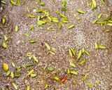 A picture of step 5 of Ragi Gur Papadi.